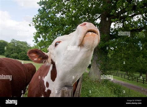 Hereford cow mooing/scratching head on fence, West Sussex, England Stock Photo - Alamy