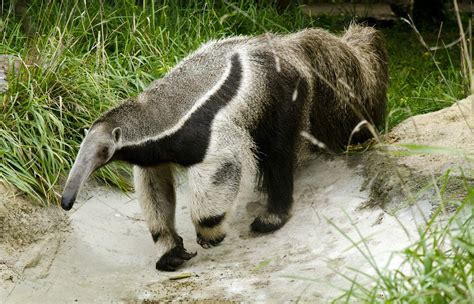 Giant Anteater - Potawatomi Zoo