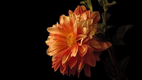 Wallpaper Orange dahlia close-up, black background 3840x2160 UHD 4K ...