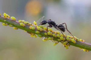 Ants in Garden: 7 Ways to Remove Them (Naturally) | AskGardening