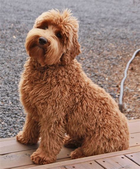 A double doodle ( goldendoodle / labradoodle mix) | Goldendoodle ...