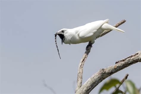 Listen to the Loudest Bird Ever Recorded | Audubon