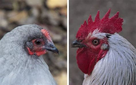 Lavender Orpington Hen vs Rooster - How to Tell the Difference? - LearnPoultry