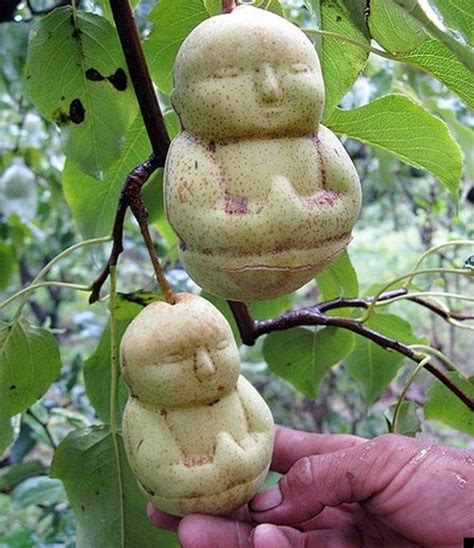 Poire en forme de Bouddha | Funny fruit, Rare flowers, Unusual flowers