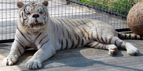 Kenny, the white tiger with Down's Syndrome | Newz