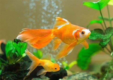 Do Goldfish Eat Algae? Everything You Need To Know