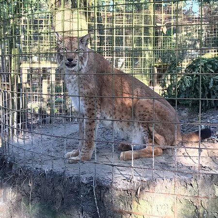 Big Cat Rescue (Tampa) - 2019 All You Need to Know BEFORE You Go (with Photos) - TripAdvisor