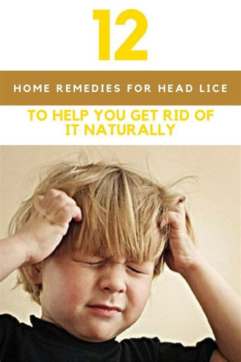 Get Rid Of Head Lice Naturally: 12 Home Remedies That You Can Try | Lice remedies, Head louse ...