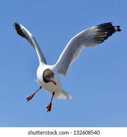 Brown Headed Gull On Breedinglarus Brunnicecephalus Stock Photo ...