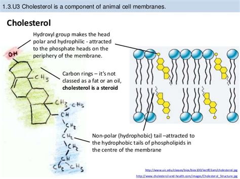 1.3 Cell Membrane