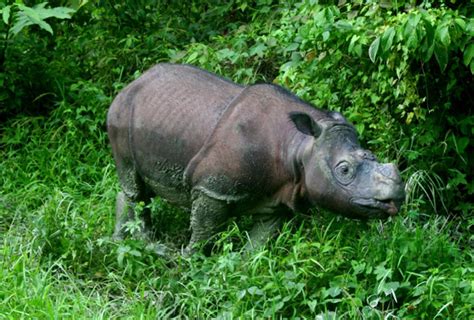 Sumatran rhino population plunges, down to 100 animals | Focusing on Wildlife