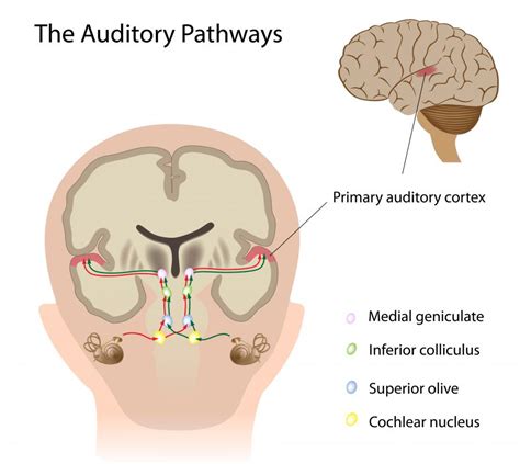 What Is the Superior Colliculus? (with pictures)