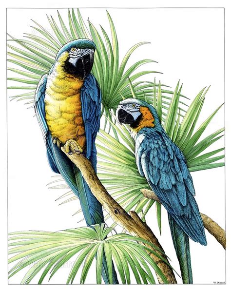 Macaws, pen & ink and watercolor 15″ x 20″ | Parrots art, Parrot ...