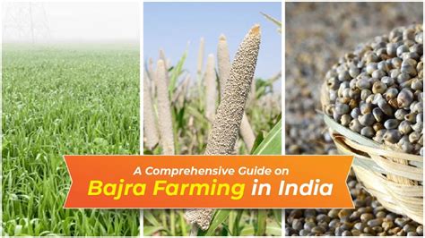 Bajra Farming in India - From Sowing to Harvesting