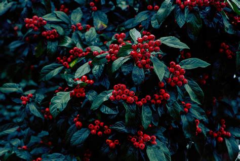 Oregon Berries Photograph by Tyler Polani - Fine Art America