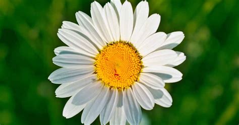 Daisy: Taxonomy, Cultivation, & Growing Guides | Gardener's Path