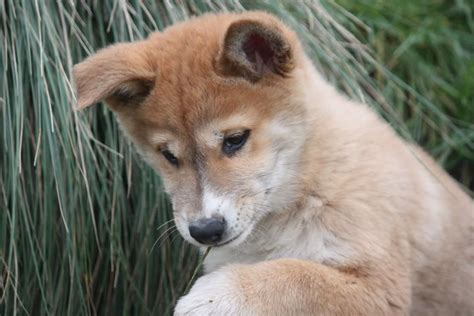 Dingo Sanctuary | Dingo, Puppies, Incredible creatures