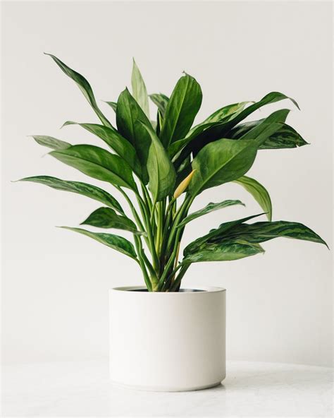 Aglaonema Commutatum Schott (Chinese Evergreen) Indoor Plants ...