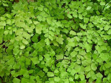 Maidenhair Fern Indoor Care: 9 Easy Growth Tips