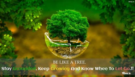 Inspirational Quotes About Trees One Tree Planted, 59% OFF