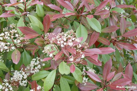 Red Tip Photinia, Photinia fraseri Red Robin Hedge - How to Care ...