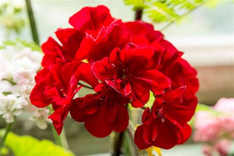 Regal Geraniums: Plant Care & Growing Guide