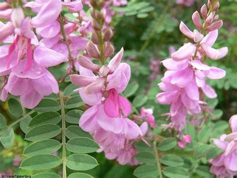 Indigofera tinctoria is the scientific name of true indigo, a plant best known as the source of ...