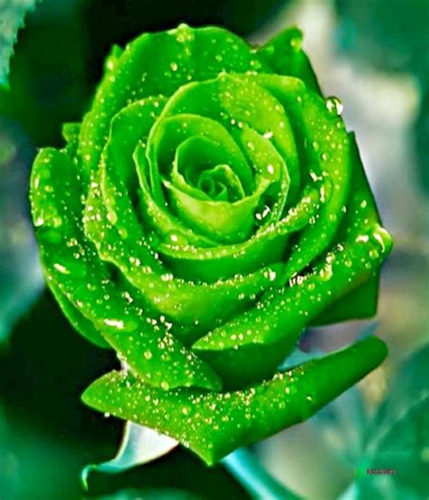 green rose | Rose seeds, Planting flowers, Unusual flowers