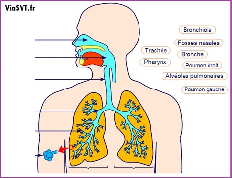 appareil respiratoire humain SVT animation viasvt | Vive les SVT ! Les sciences de la vie et de ...