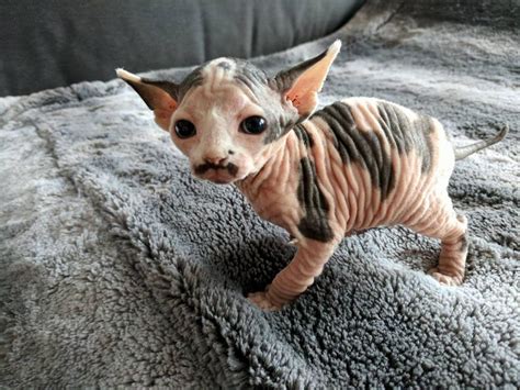 15+ Sphynx Cat Kitten Price - Furry Kittens