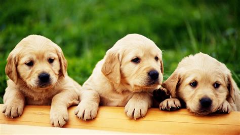 Cute Puppies HD Wallpapers Collection ~ Desktop Wallpaper