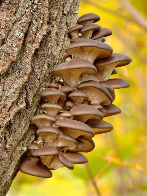 How To Grow Oyster Mushrooms at Home - Help in Plants