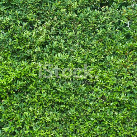 Green Leaves Texture Stock Photo | Royalty-Free | FreeImages