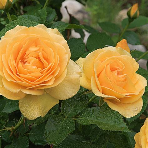 Rose Julia Child™ | White Flower Farm | Hybrid tea roses, White flower farm, Tea roses