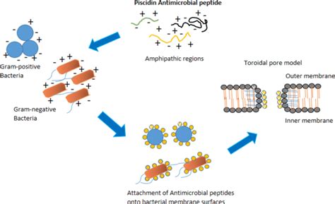 The mechanism of action of piscidin peptides. The antimicrobial peptide... | Download Scientific ...