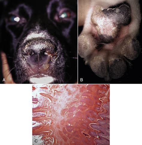 Canine Distemper Virus Infection | Veterian Key