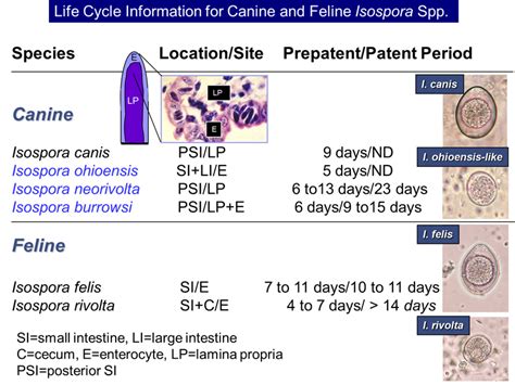 What Are The Symptoms Of Coccidia In Puppies