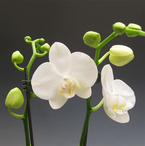 Orchid Plants - White Phalaenopsis | Orchidaceous! Orchid Blog