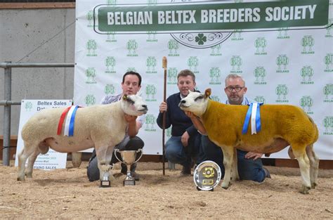 Strong prices at Belgian Beltex breeders' elite sale - Agriland.ie