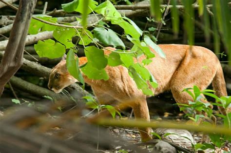 Is Corcovado National Park the best place to see a wildlife in Costa Rica?