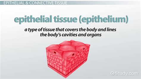 Types of Animal Tissue | Definition, Functions & Structures - Lesson ...