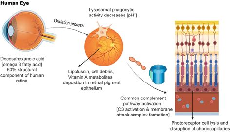 Emerging Pharmacological Targets for Treatment of Dry Age-related ...