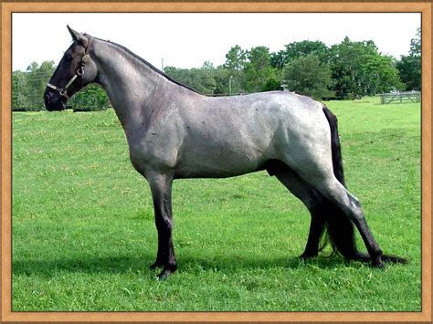 Blue Roan | Tennessee walking horse, Horses, Horse breeds