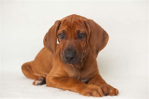 Ridgeback Puppy available - introducing Mr Red