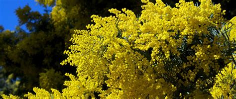 Download wallpaper 2560x1080 mimosa, twigs, shrubs, fluffy, spring, sky ...