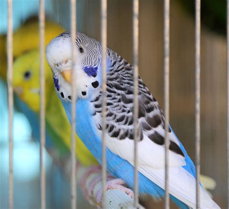 Parakeet Cages | Parakeets | Guide | Omlet US