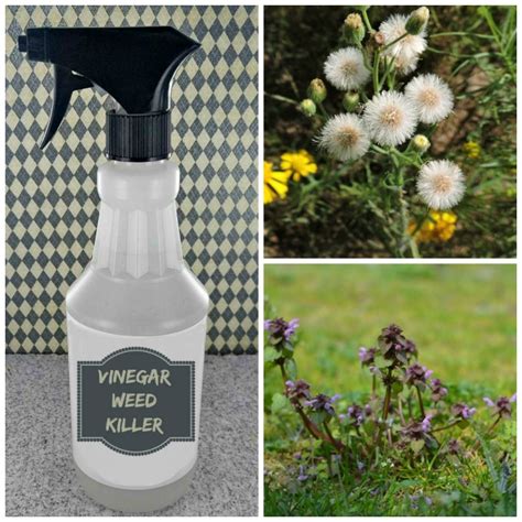 Vinegar Weed Killer - Killing Weeds The Organic Way