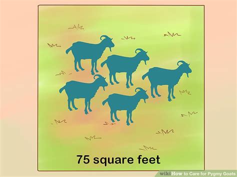 How to Care for Pygmy Goats (with Pictures) - wikiHow