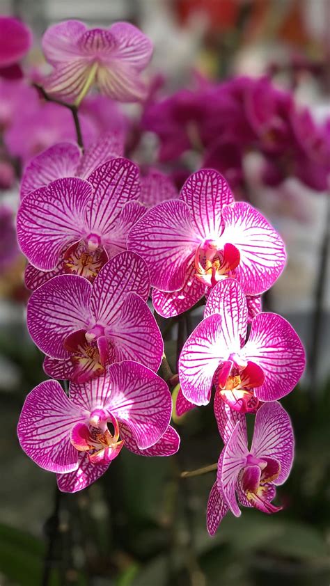 81+ Orchid Wallpaper Hd For Android Pictures - MyWeb