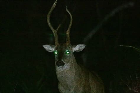 Top 30 Animals With Glowing Eyes At Night - Red, Yellow, Green And More ...